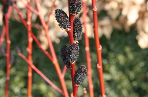 Schwarzkätzchenweide 'Melanostachys' - Salix gracilistyla 'Melanostachys'