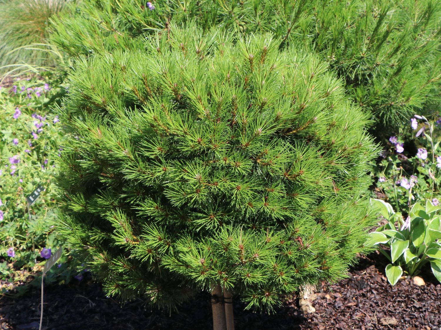 Schwarzkiefer 'Bambino' ® - Pinus nigra 'Bambino' ®