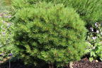 Schwarzkiefer 'Bambino' ® - Pinus nigra 'Bambino' ®