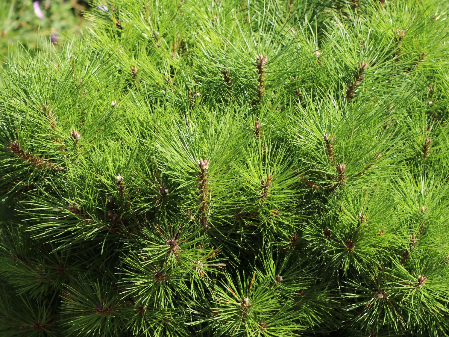 Schwarzkiefer 'Bambino' ® - Pinus nigra 'Bambino' ®