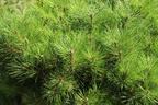 Schwarzkiefer 'Bambino' ® - Pinus nigra 'Bambino' ®