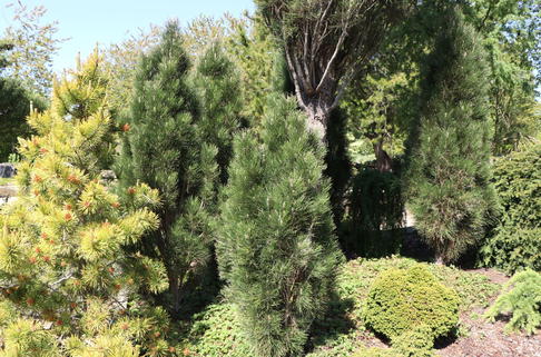 Schwarzkiefer 'Green Tower' - Pinus nigra 'Green Tower'