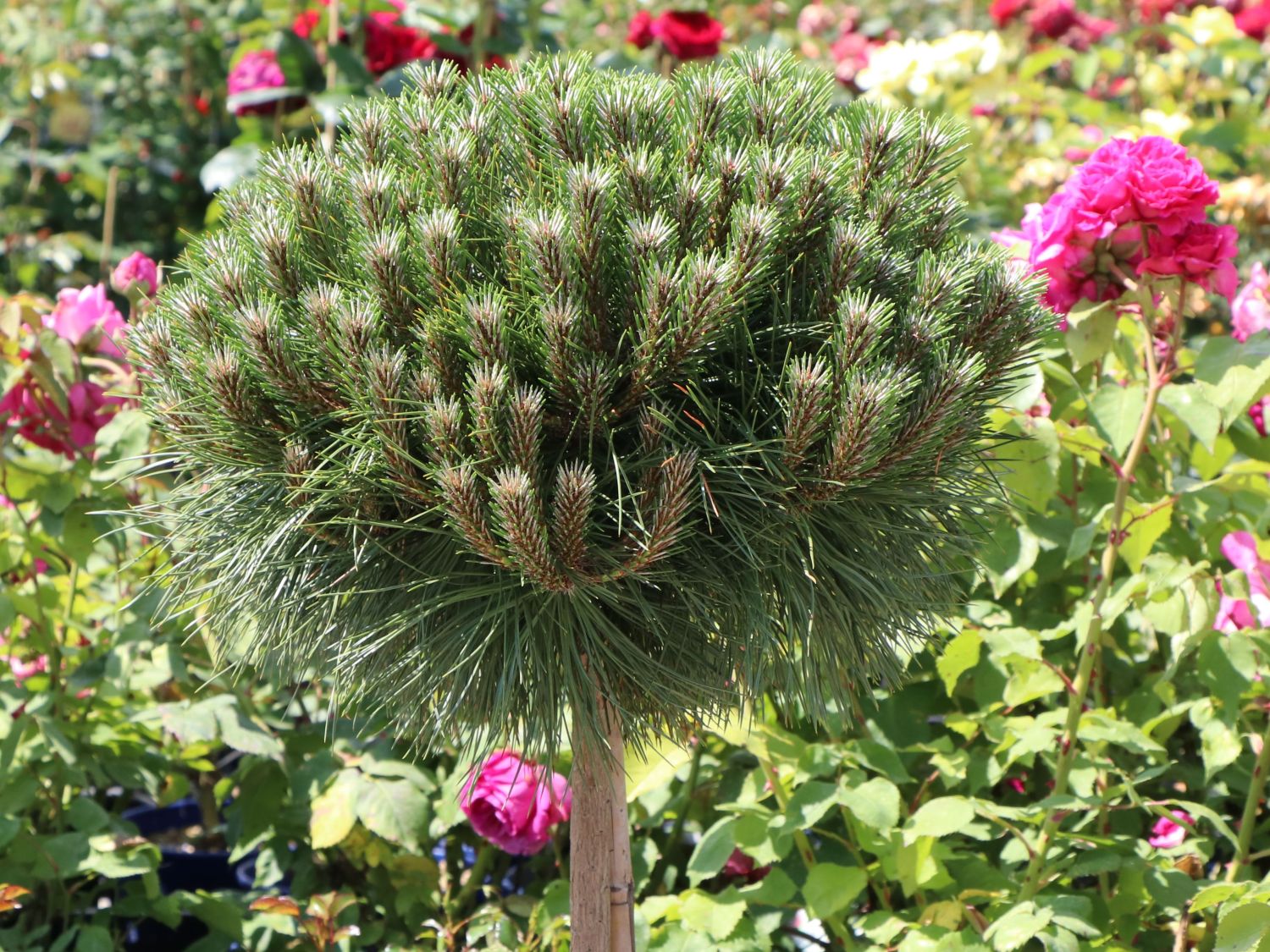 Zwerg-Schwarzkiefer 'Marie Brégeon'