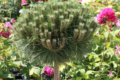 Zwerg-Schwarzkiefer 'Marie Brégeon' - Pinus nigra 'Marie Brégeon'