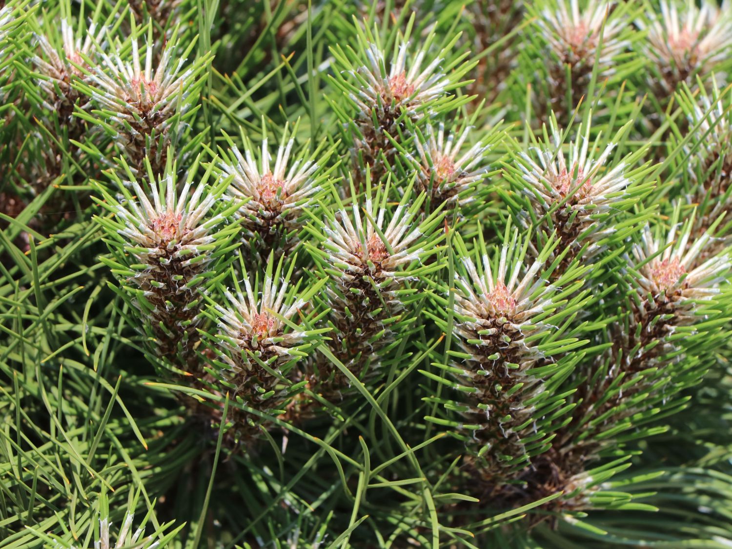 Zwerg-Schwarzkiefer 'Marie Brégeon' - Pinus nigra 'Marie Brégeon'