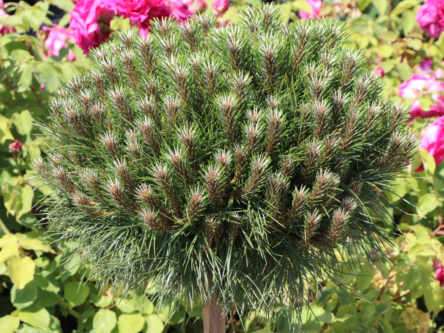 Zwerg-Schwarzkiefer 'Marie Brégeon' - Pinus nigra 'Marie Brégeon'