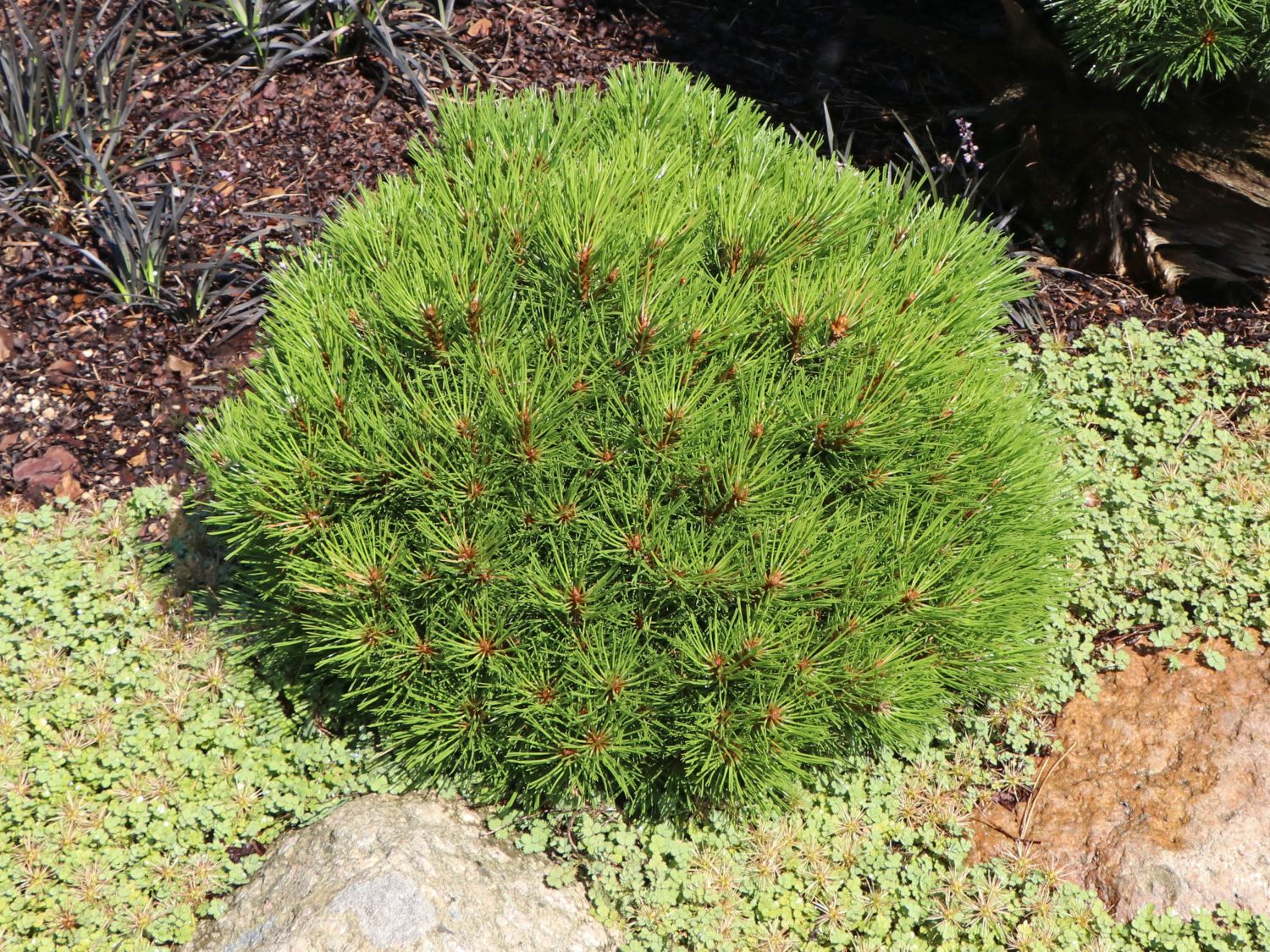 Zwerg-Schwarzkiefer 'Marie Brégeon' - Pinus nigra 'Marie Brégeon'