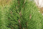 Schwarzkiefer Summer Breeze 'Aron' - Pinus nigra Summer Breeze 'Aron'