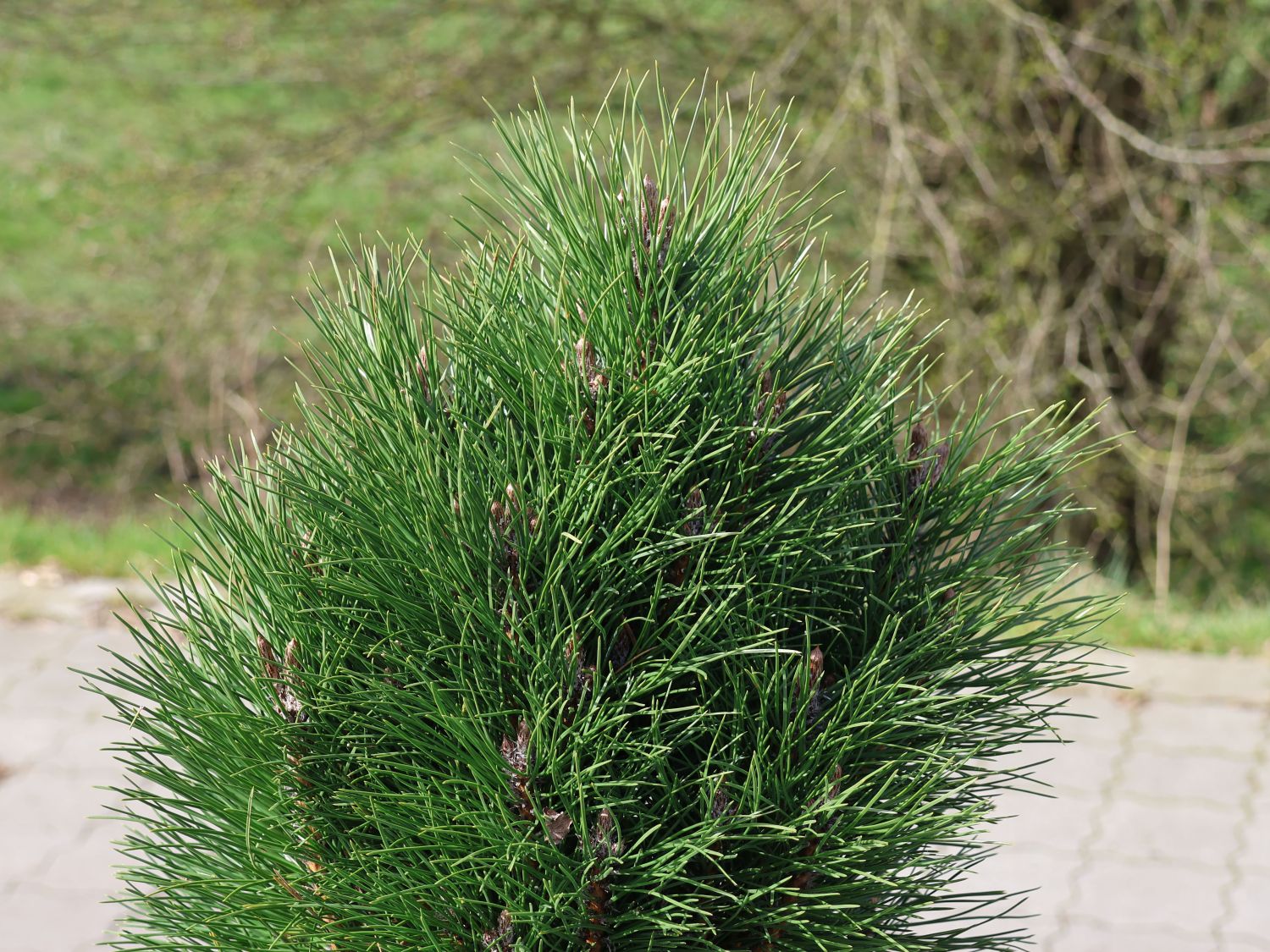 Schwarzkiefer Summer Breeze 'Aron' - Pinus nigra Summer Breeze 'Aron'