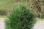 Schwarzkiefer Summer Breeze 'Aron' - Pinus nigra Summer Breeze 'Aron'
