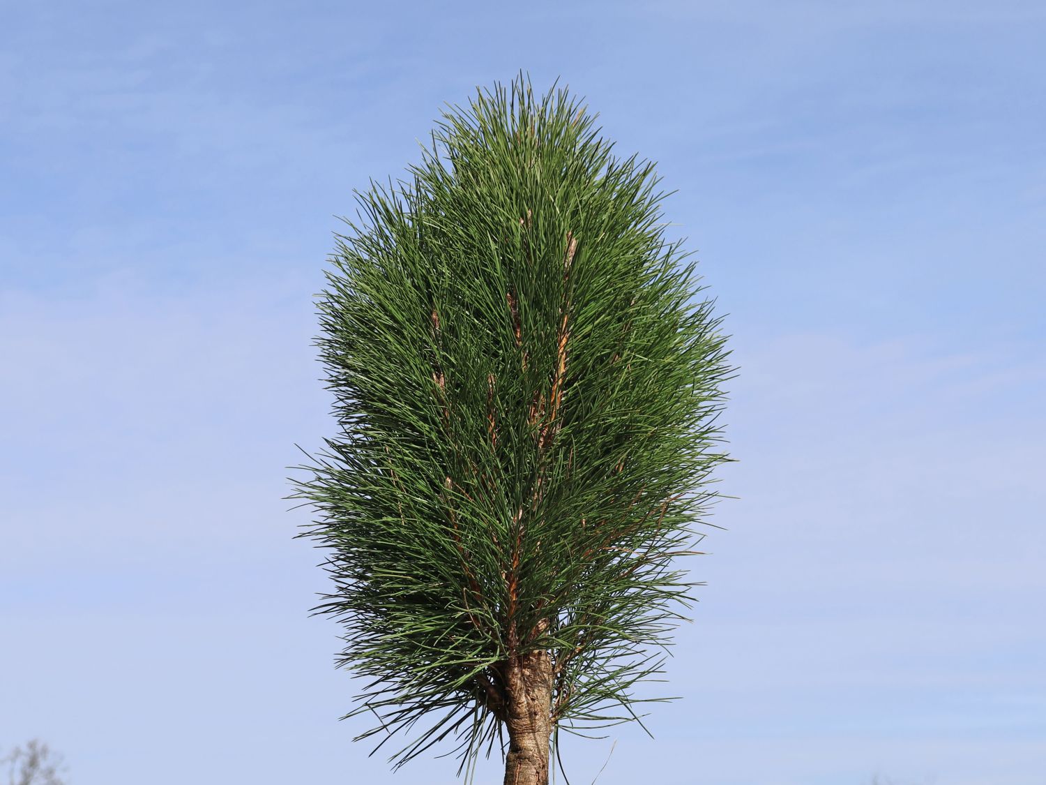 Schwarzkiefer Summer Breeze 'Aron' - Pinus nigra Summer Breeze 'Aron'