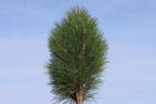 Schwarzkiefer Summer Breeze 'Aron' - Pinus nigra Summer Breeze 'Aron'