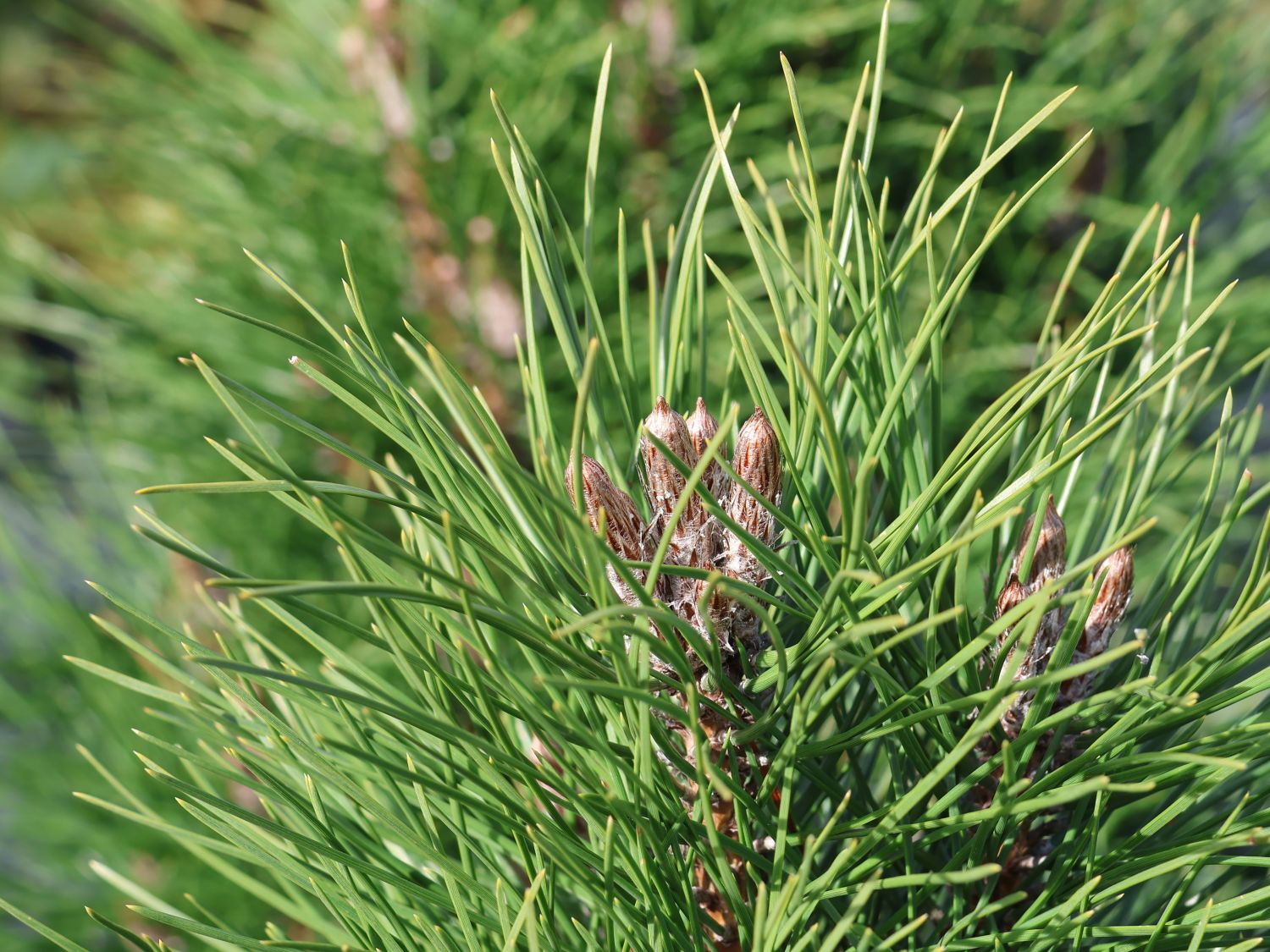 Schwarzkiefer Summer Breeze 'Aron' - Pinus nigra Summer Breeze 'Aron'