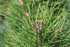 Schwarzkiefer Summer Breeze 'Aron' - Pinus nigra Summer Breeze 'Aron'