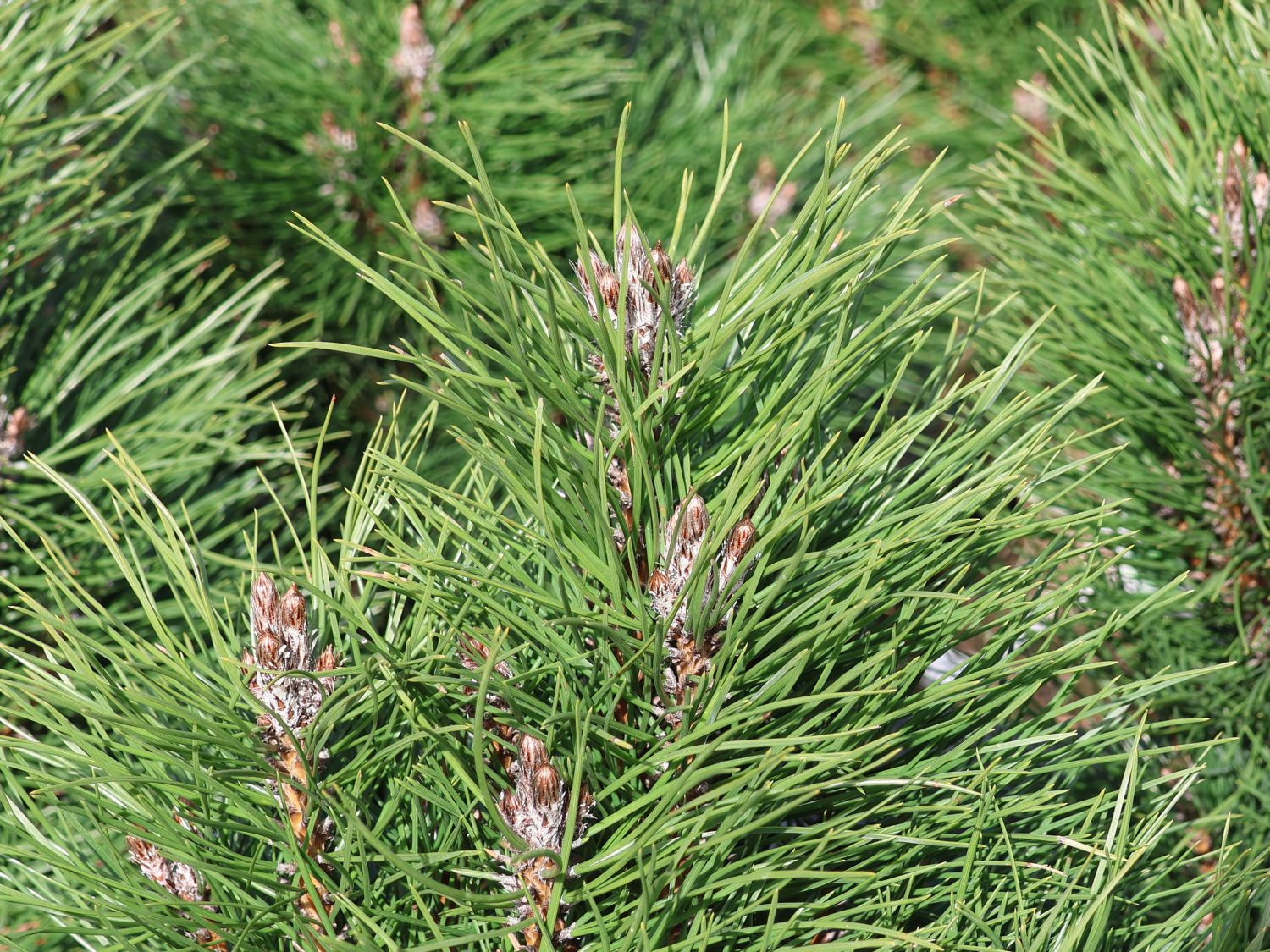 Schwarzkiefer Summer Breeze 'Aron' - Pinus nigra Summer Breeze 'Aron'