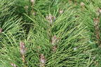 Schwarzkiefer Summer Breeze 'Aron' - Pinus nigra Summer Breeze 'Aron'