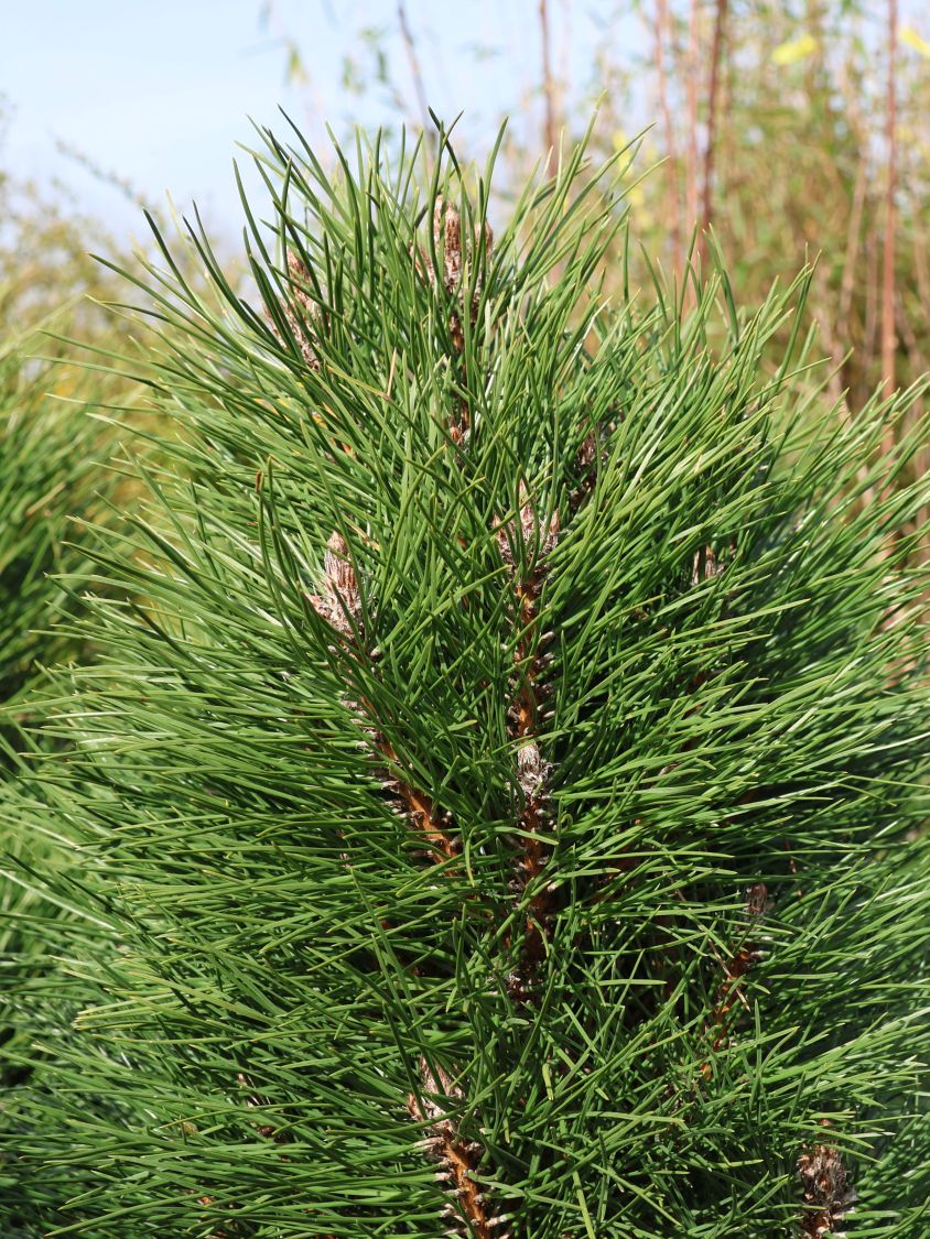 Schwarzkiefer Summer Breeze 'Aron' - Pinus nigra Summer Breeze 'Aron'