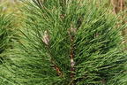 Schwarzkiefer Summer Breeze 'Aron' - Pinus nigra Summer Breeze 'Aron'