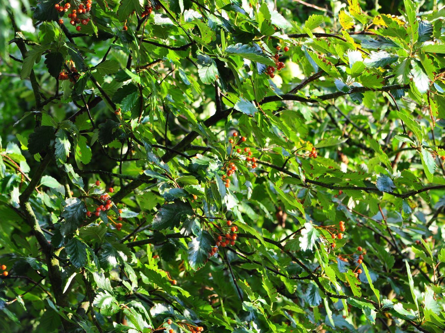 Schwedische Mehlbeere / Oxelbeere - Sorbus x intermedia