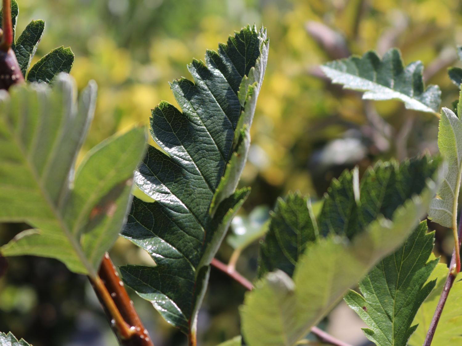 Schwedische Mehlbeere / Oxelbeere - Sorbus x intermedia