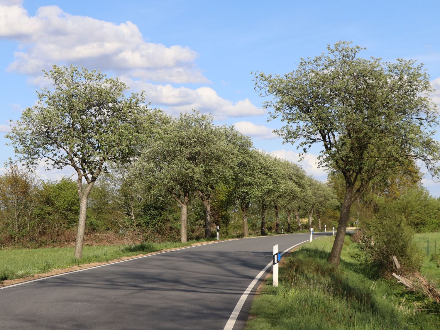 Schwedische Mehlbeere / Oxelbeere - Sorbus x intermedia