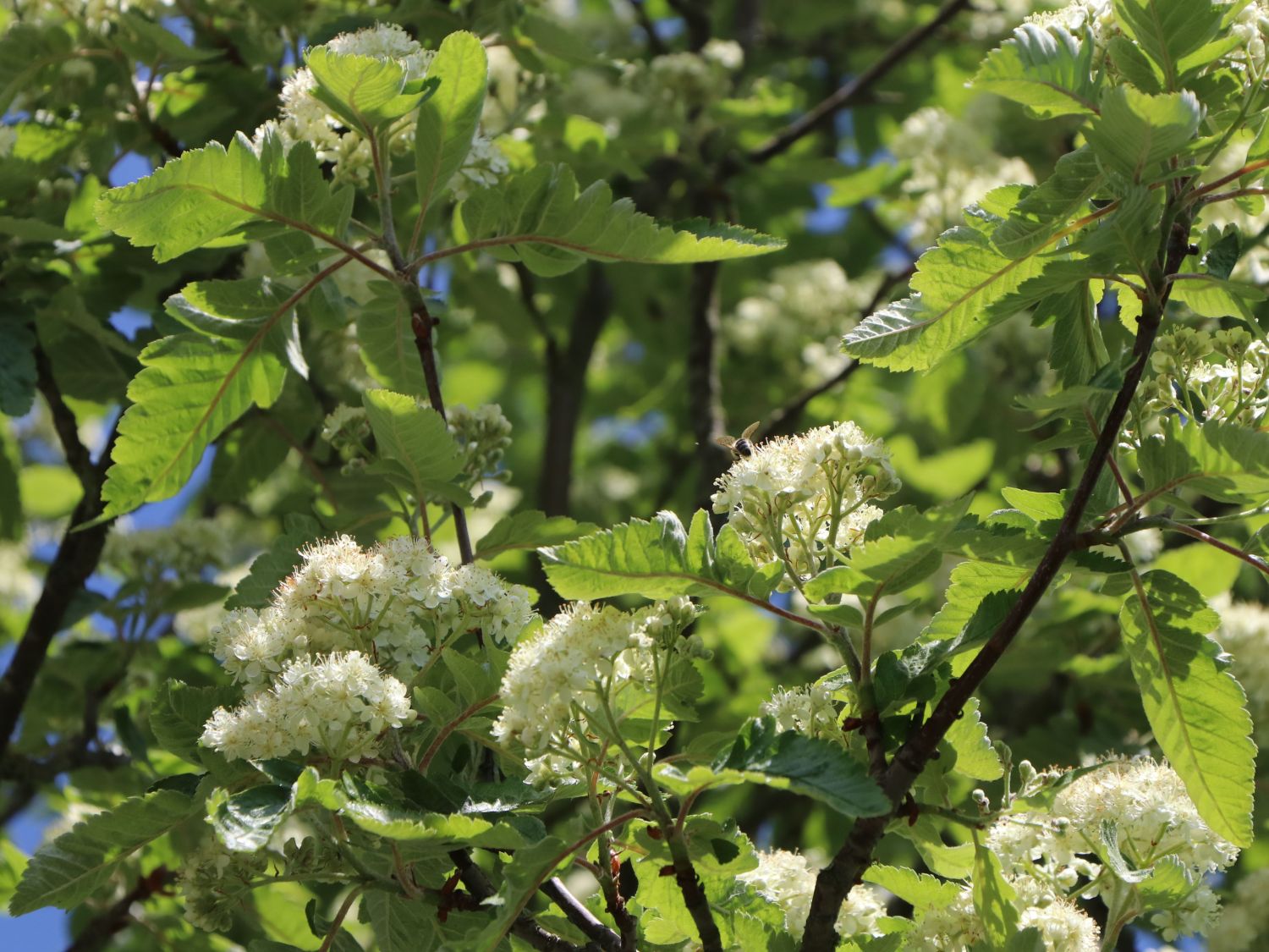Schwedische Mehlbeere / Oxelbeere - Sorbus x intermedia