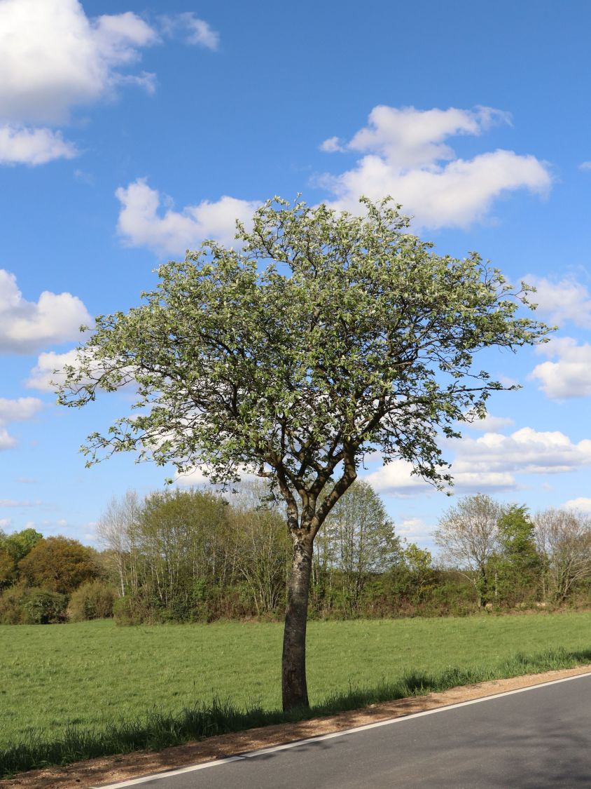 Schwedische Mehlbeere / Oxelbeere - Sorbus x intermedia