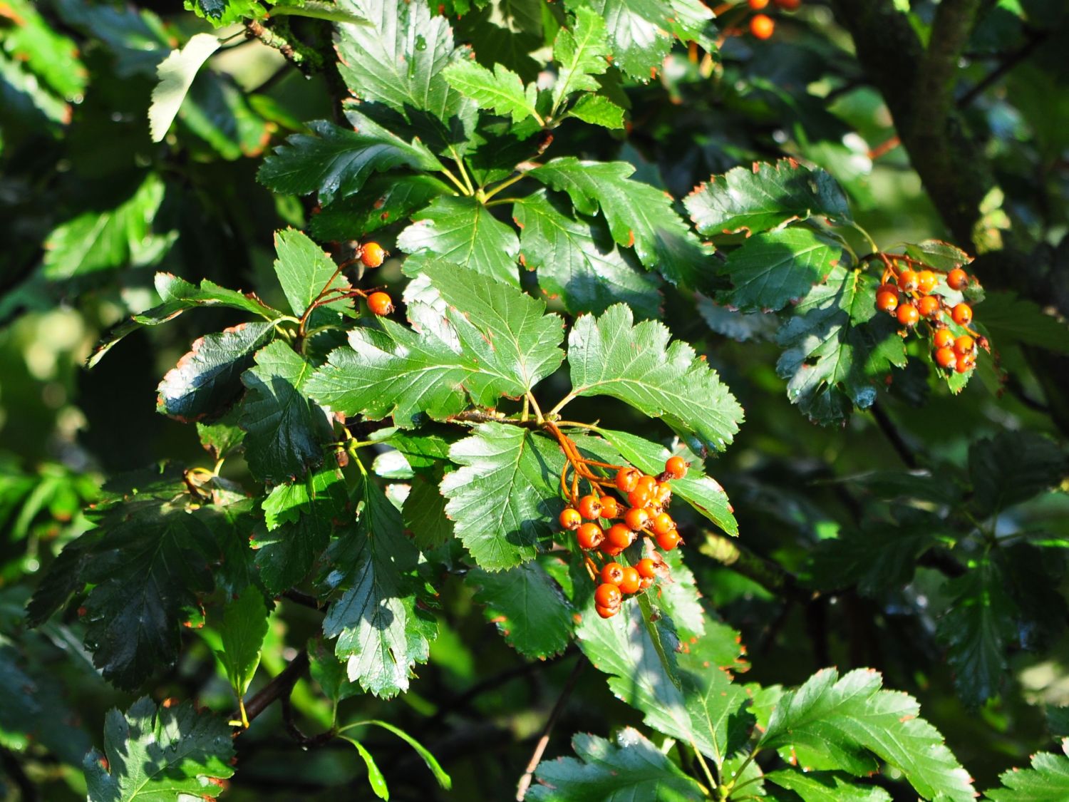 Schwedische Mehlbeere / Oxelbeere - Sorbus x intermedia