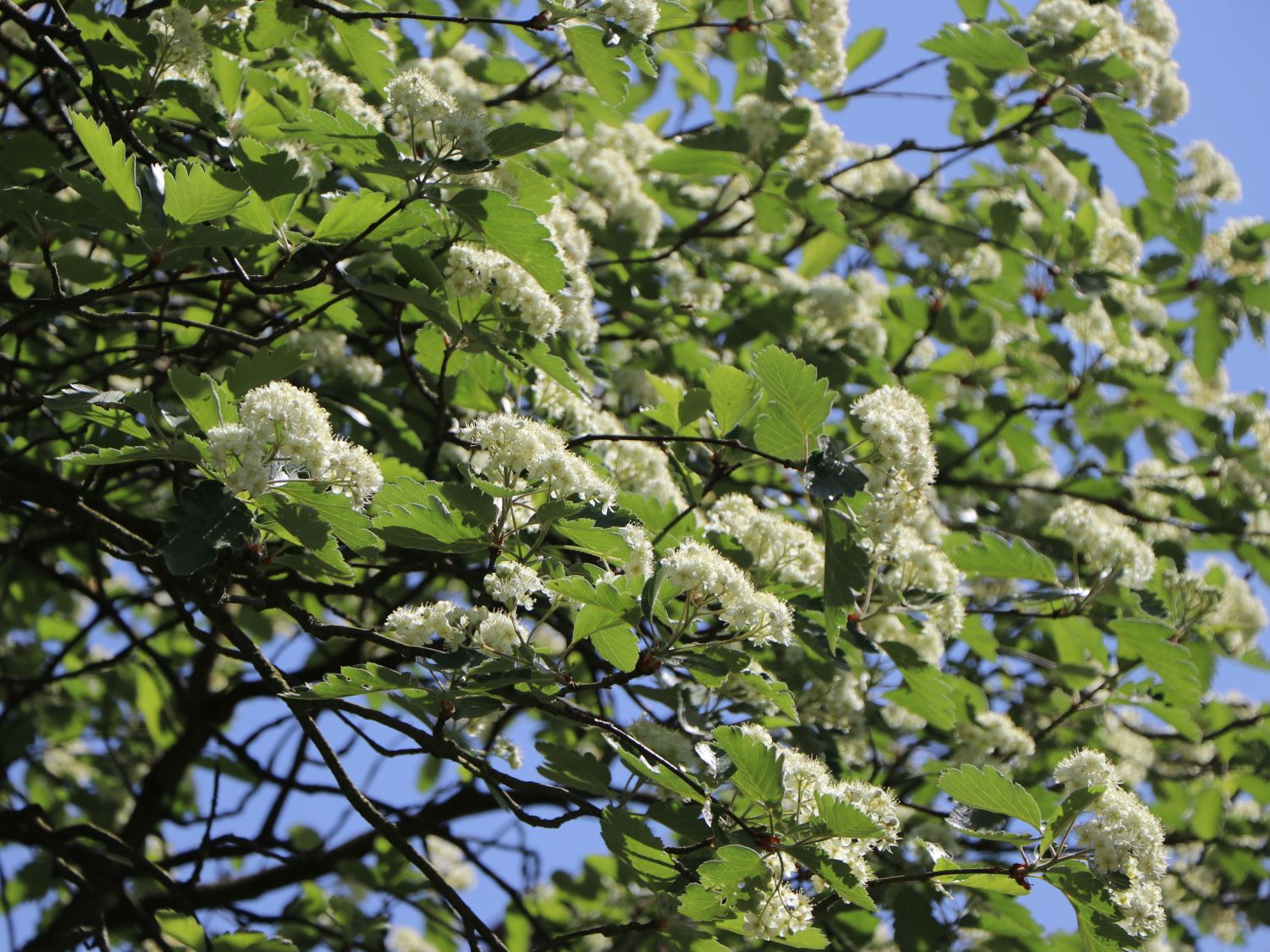 Schwedische Mehlbeere / Oxelbeere - Sorbus x intermedia