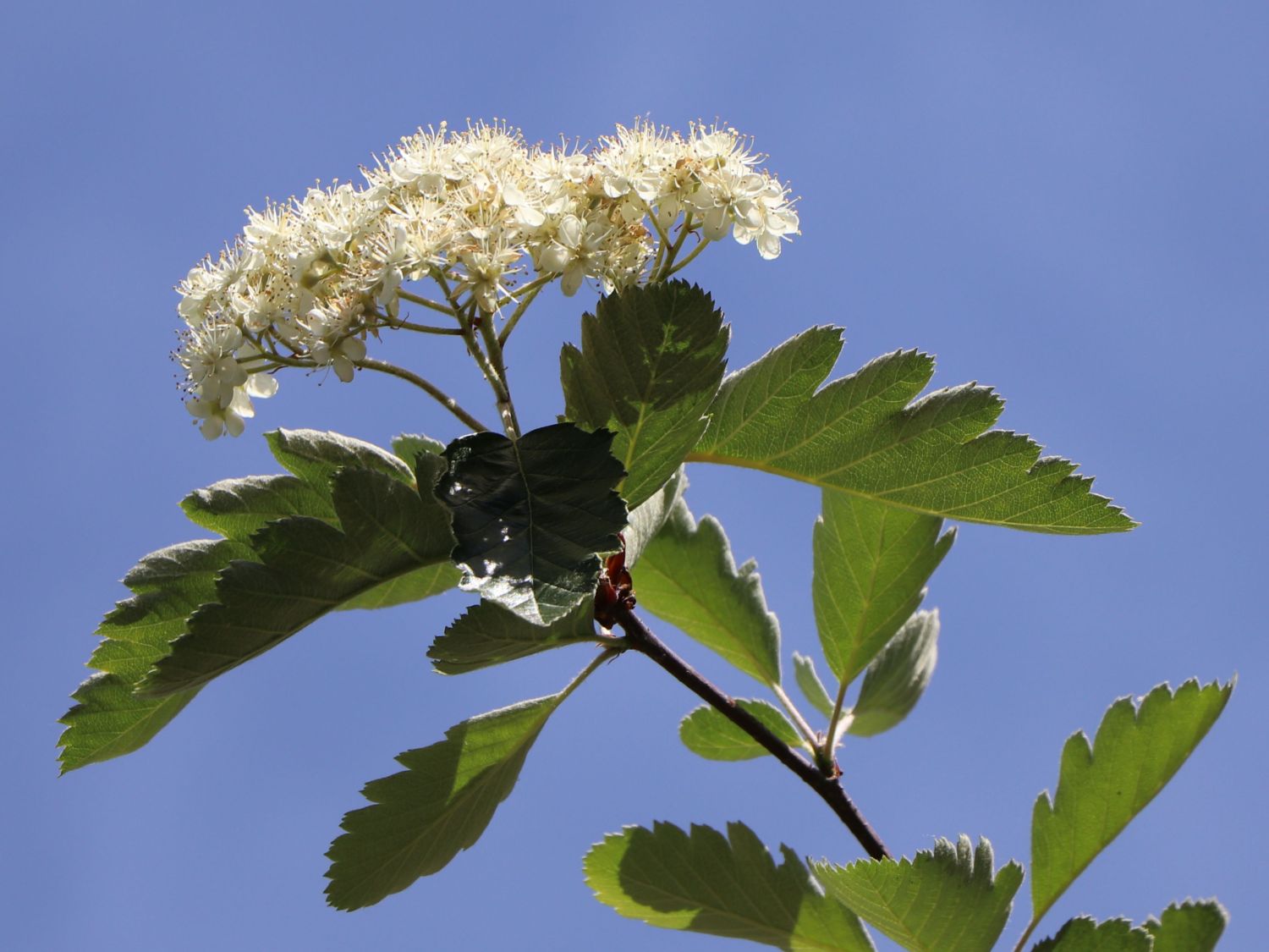 Schwedische Mehlbeere / Oxelbeere - Sorbus x intermedia