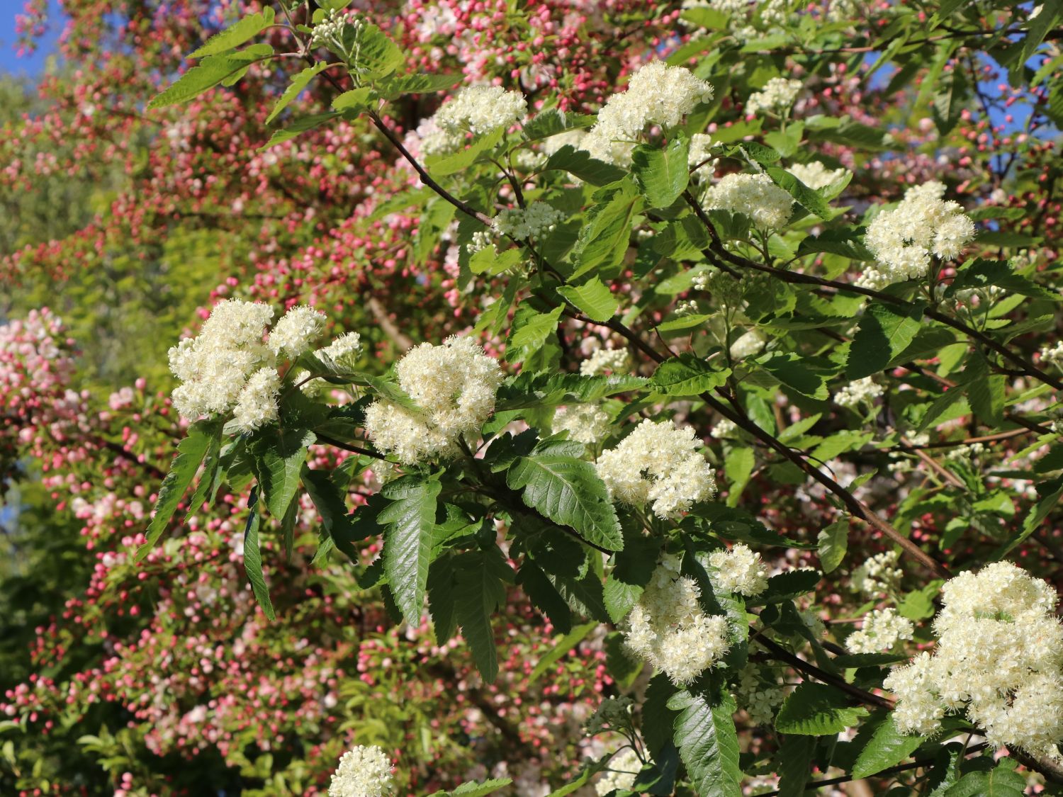 Schwedische Mehlbeere / Oxelbeere - Sorbus x intermedia