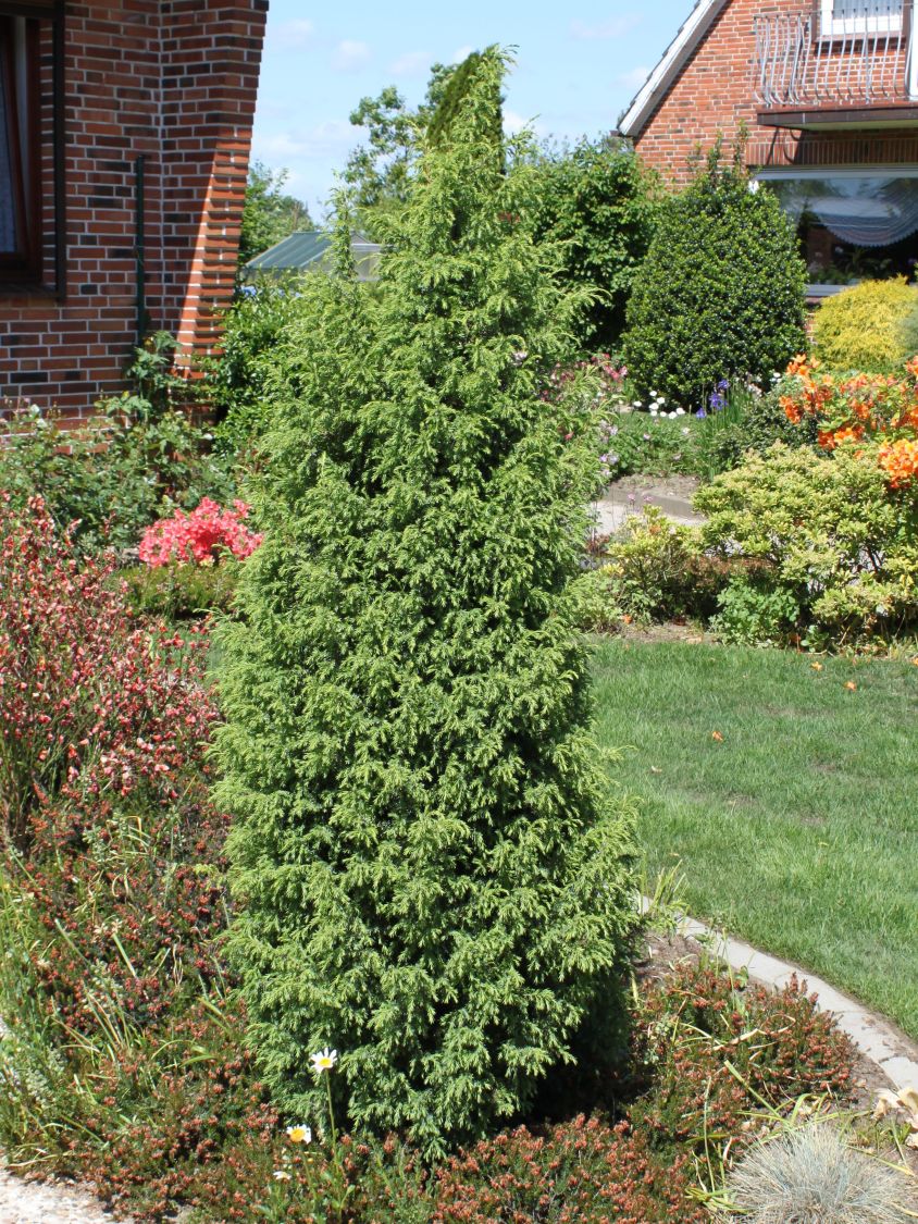 Schwedischer Säulenwacholder 'Suecica'