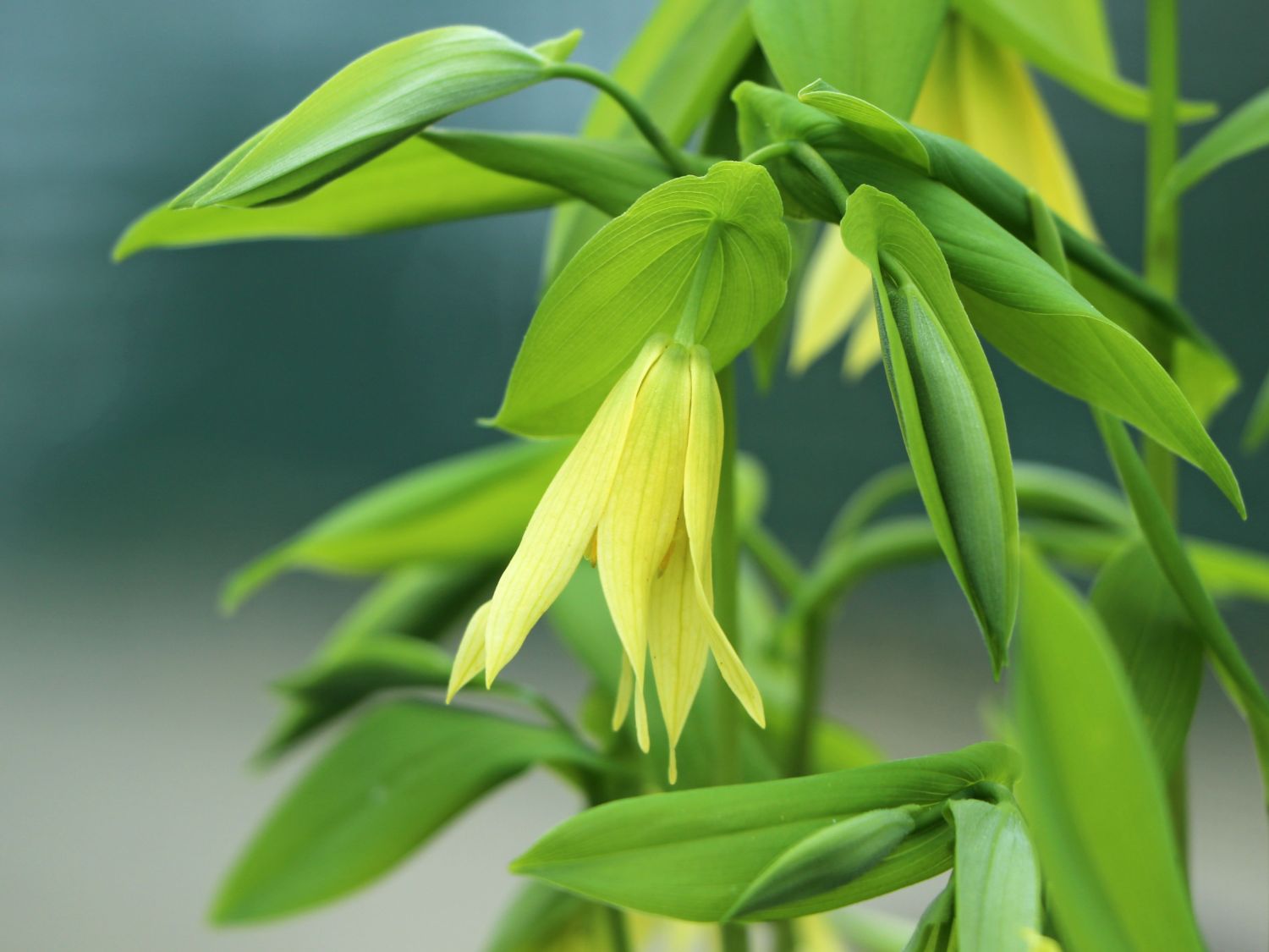 Schwefel-Trauerglocke / Schwefelgelbe Goldglocke