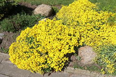 Schwefelgelbe Steinkresse 'Sulphureum'