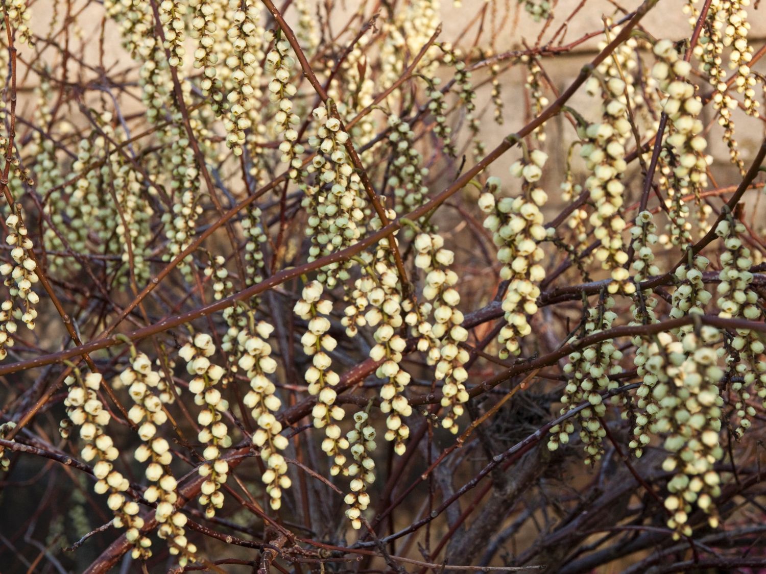 Perlschweifgewächse (Stachyuraceae)