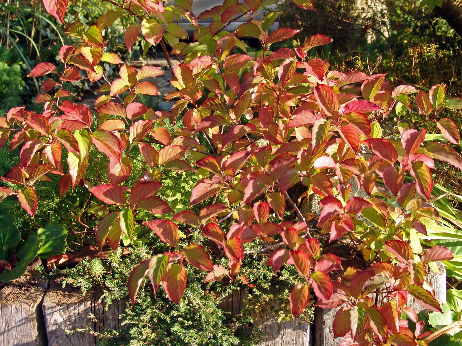 Crossosomatales (Crossosomatales)