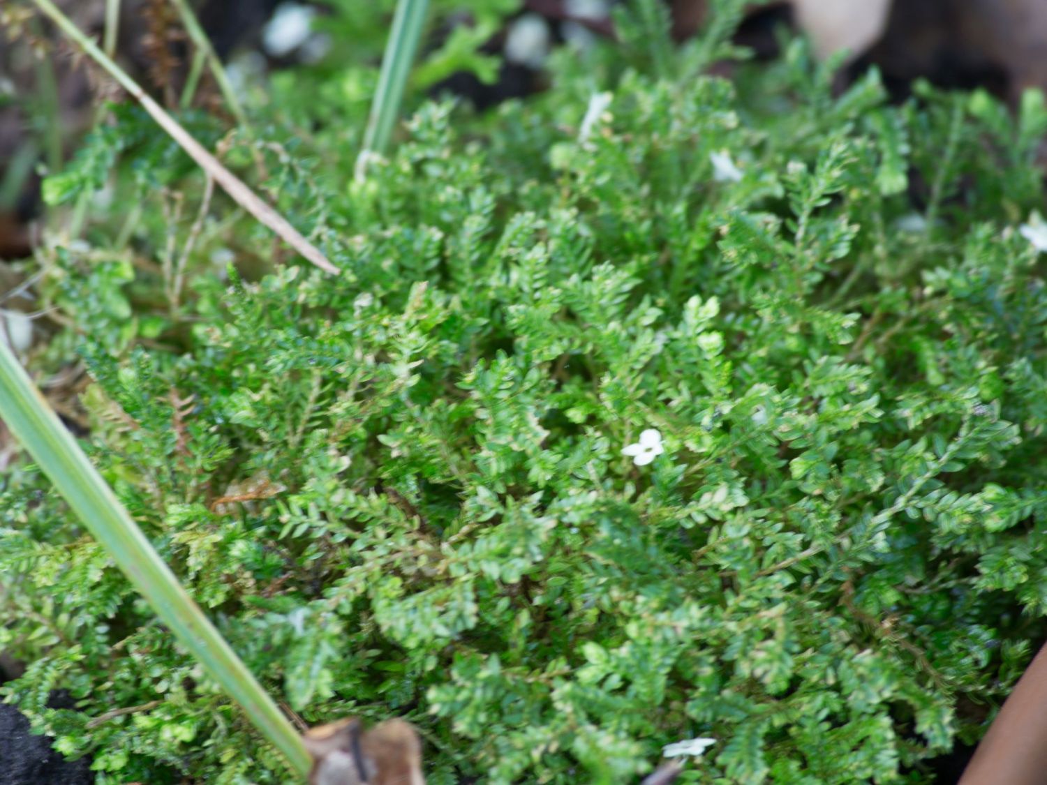 Moosfarnartige (Selaginellales)