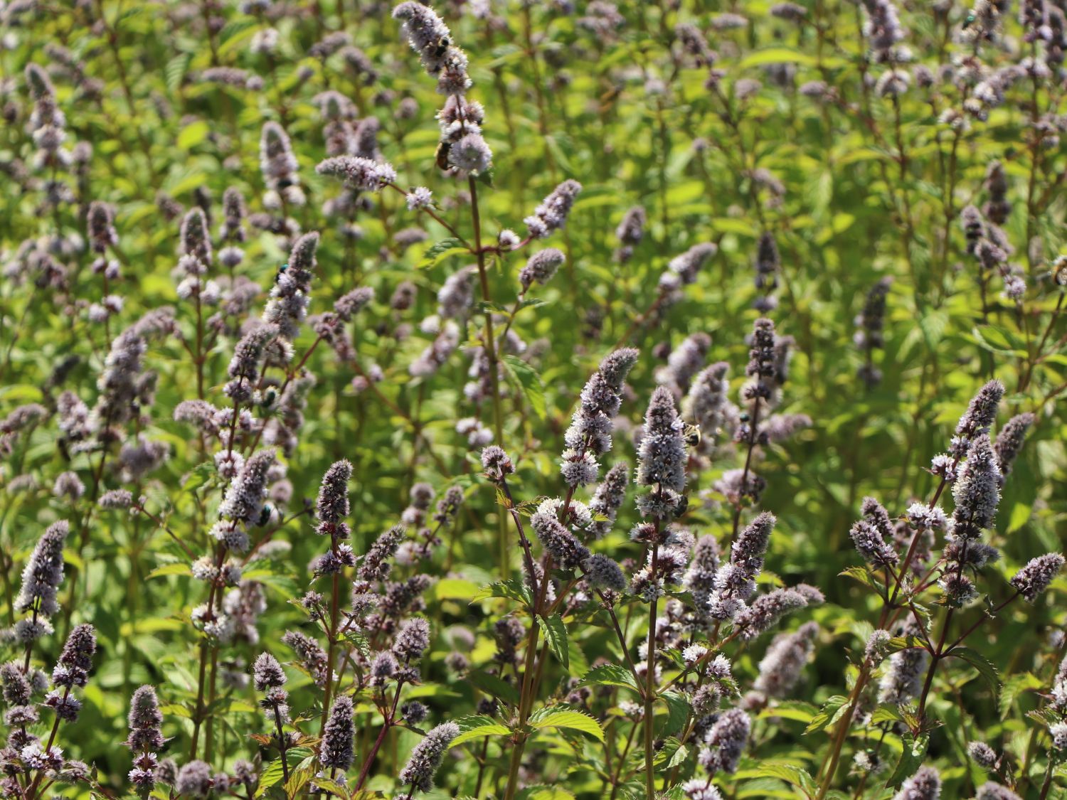 Schweizerische Minze 'Swiss'