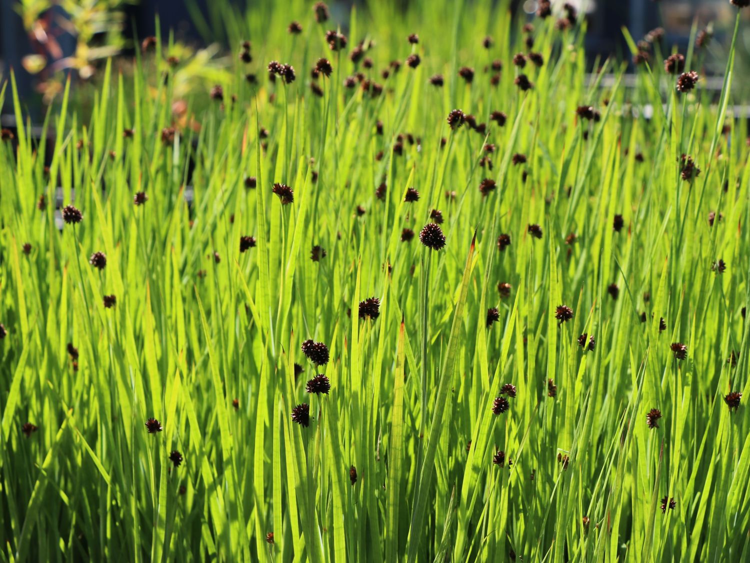 Schwertblättrige Binse / Zwerg-Binse