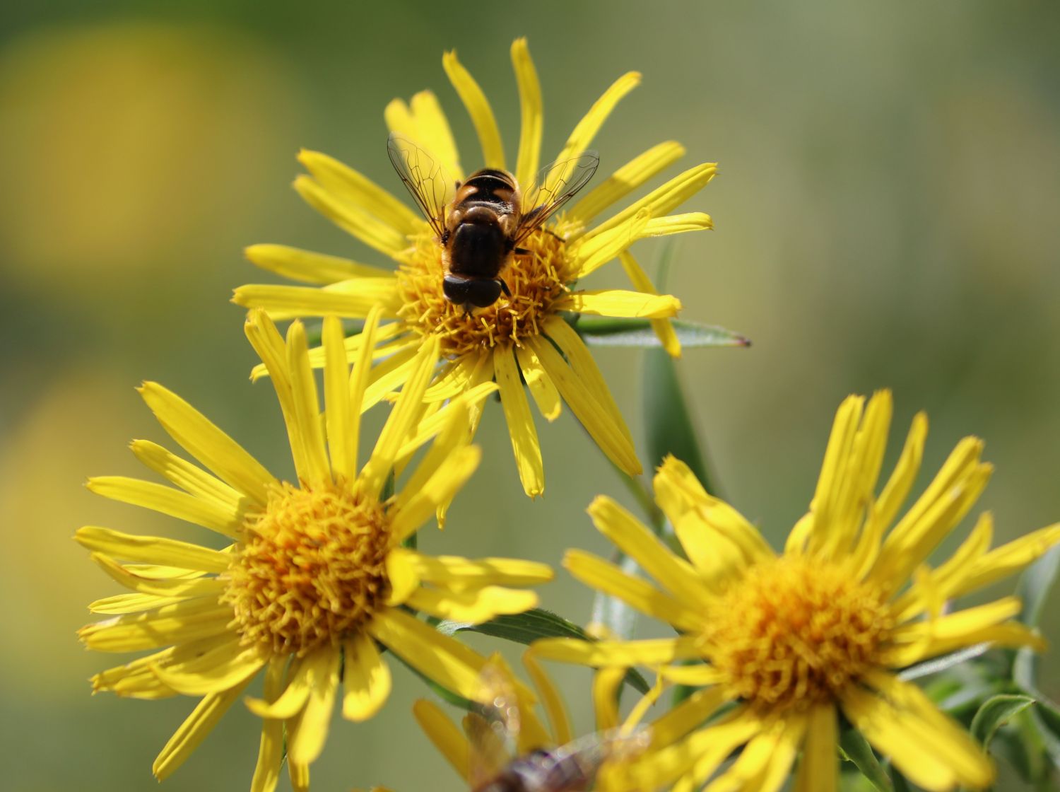 Schwertblättriger Alant 'Compacta' - Inula ensifolia 'Compacta'