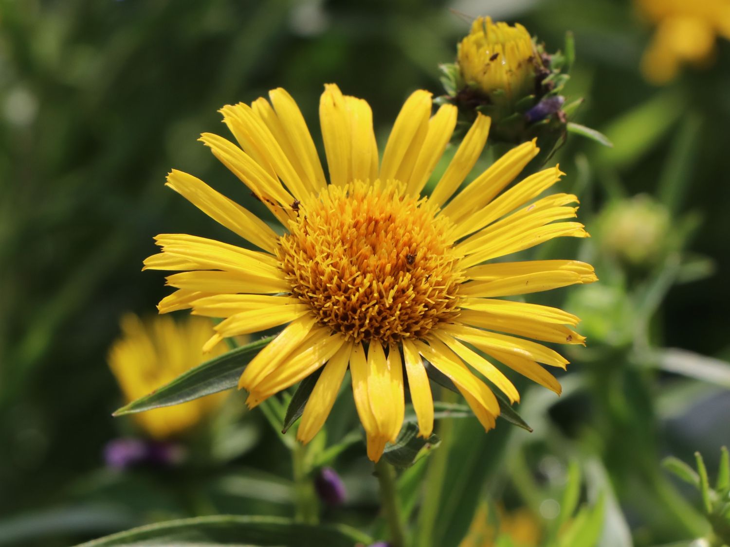 Schwertblättriger Alant - Inula ensifolia