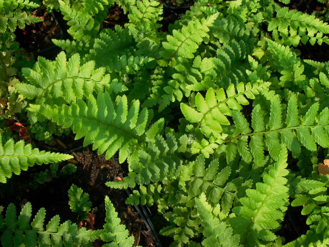 Westamerikanischer Schwertfarn