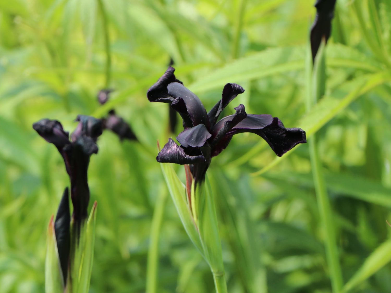 Schwertlilie 'Black Form'