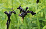 Schwertlilie 'Black Form'