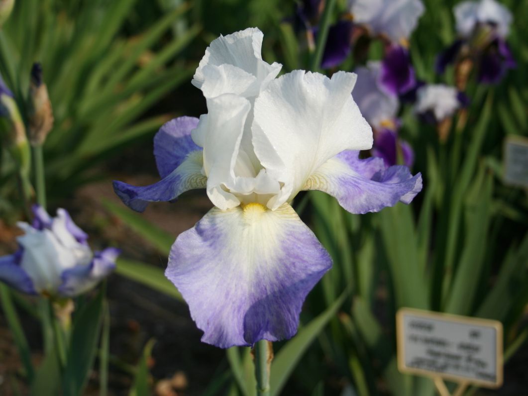 Schwertlilie 'Mission Ridge'