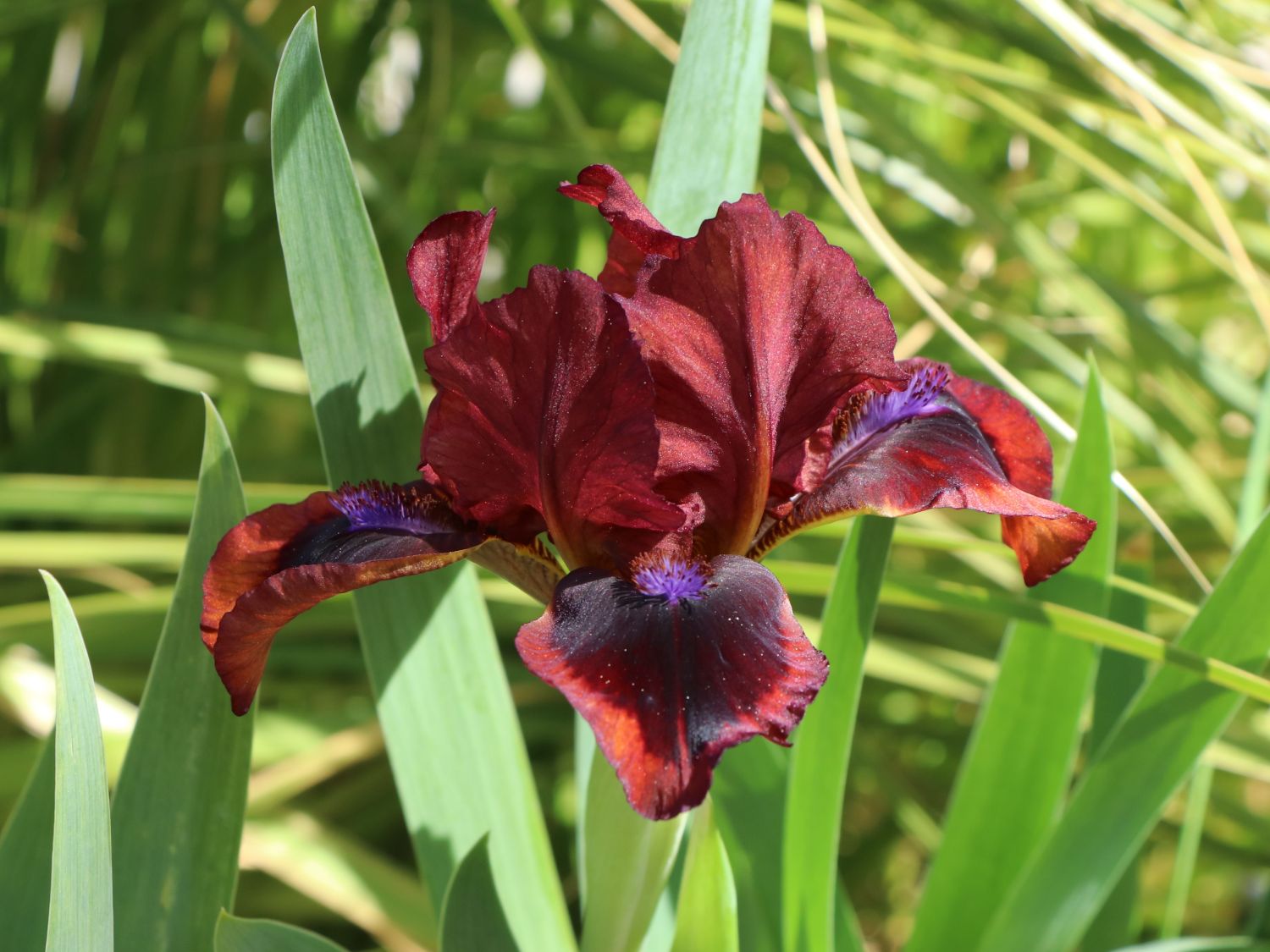 Schwertlilie 'Snugglebug'