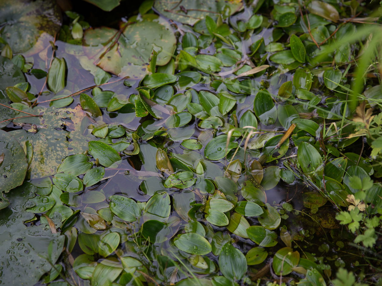 Schwimmendes Laichkraut