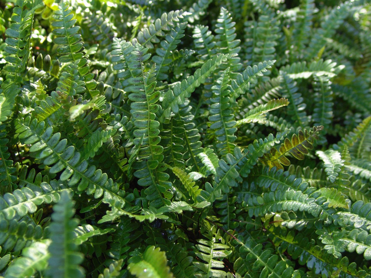 Rippenfarne (Blechnum)