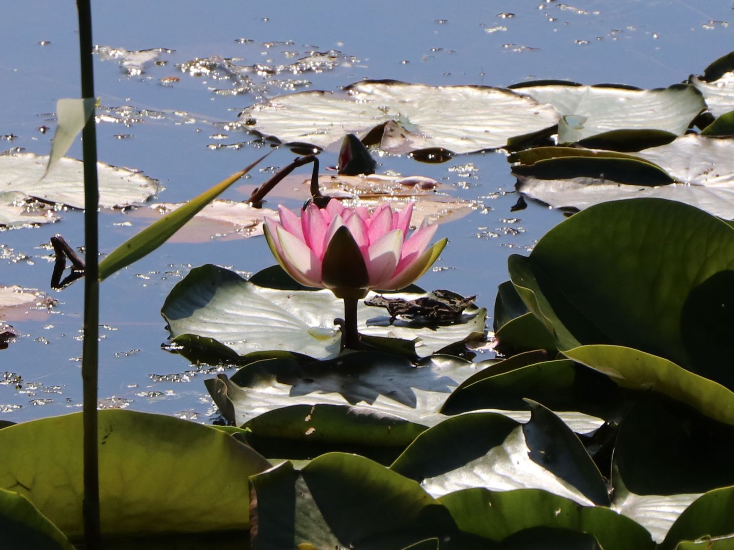 Seerosengewächse (Nymphaeaceae)