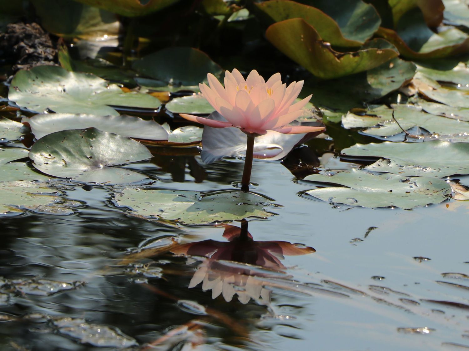 Seerose 'Colorado' - Nymphaea x cultorum 'Colorado'